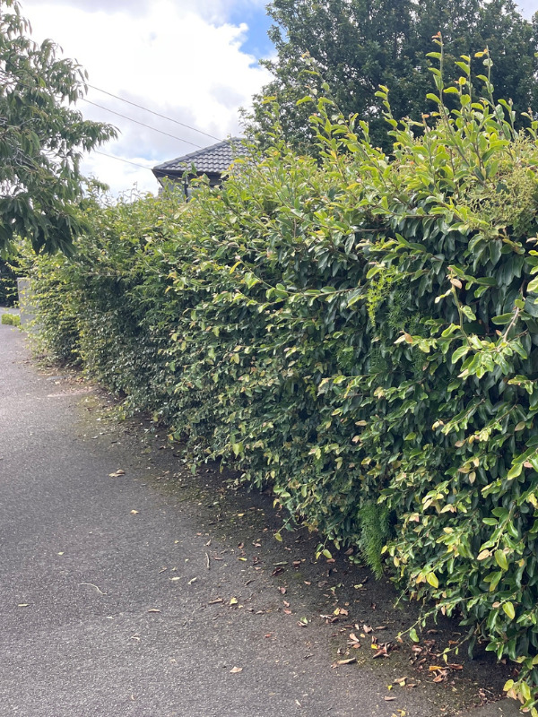 Hedge before